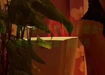 轰趴猫 – 苏小暖的日常更新，透出一丝“我可能很可爱”的信号